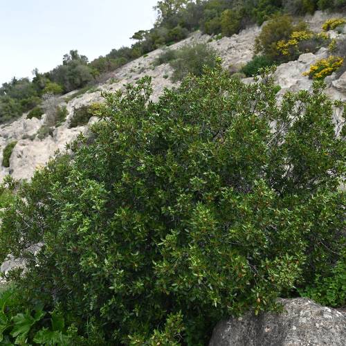 Buckthorn, Mediterranean