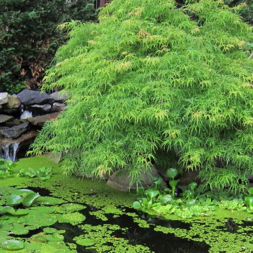 Maple, Japanese 'Dissectum viridis'