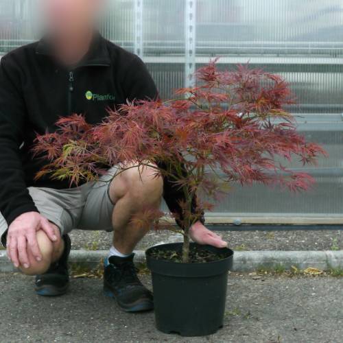 Maple, Japanese 'Ornatum'