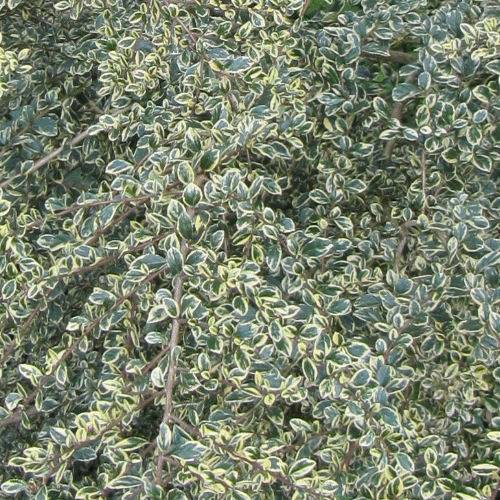 Azara microphylla Argenteovariegata