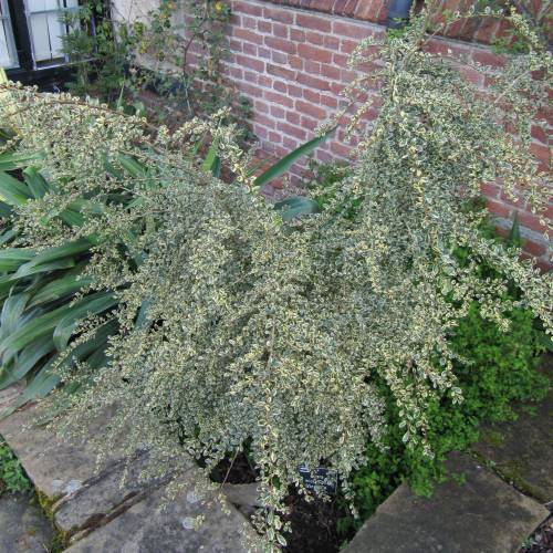 Azara microphylla Argenteovariegata