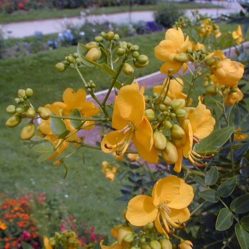 Senna, flowery