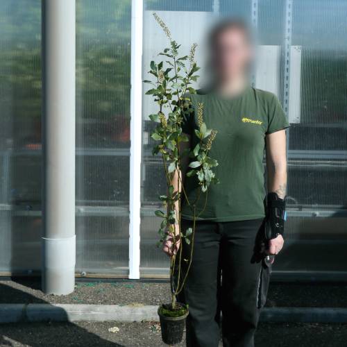 Summersweet Pink Spire