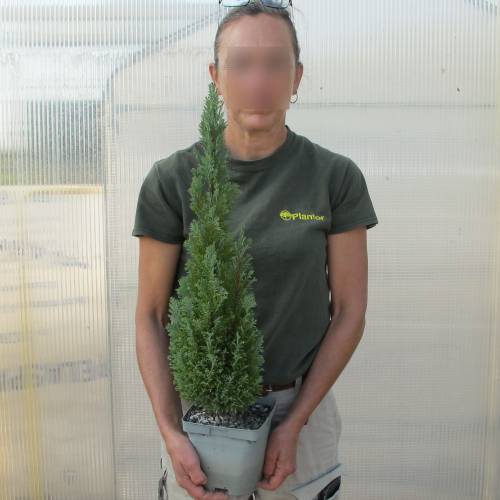Cypress, Lawson 'Ellwoodii'