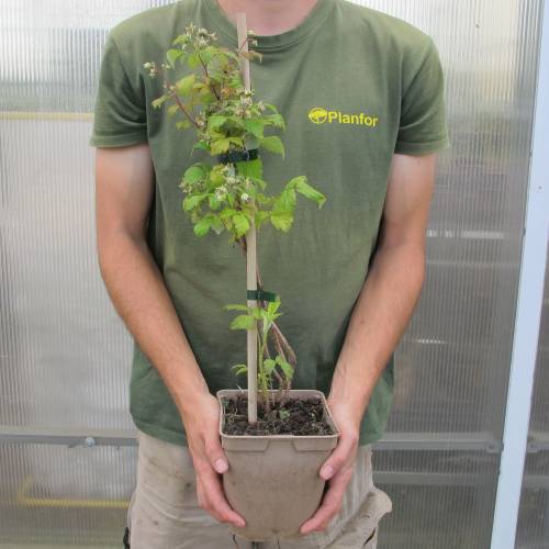 Raspberry 'Heritage'