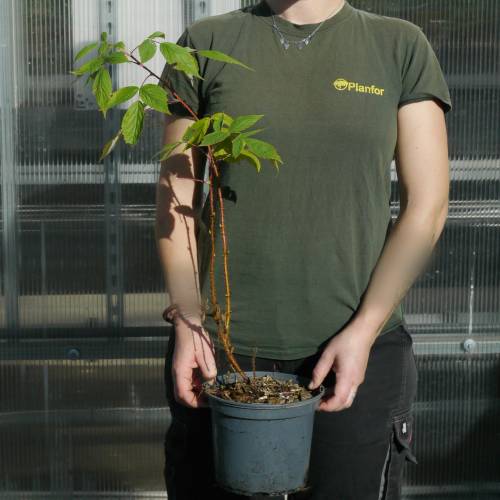 Raspberry 'Heritage'