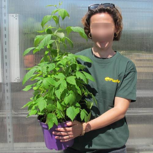 Raspberry 'Heritage'