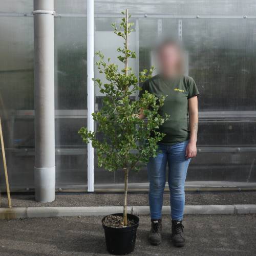 Ginkgo 'fastigiata Blagon'