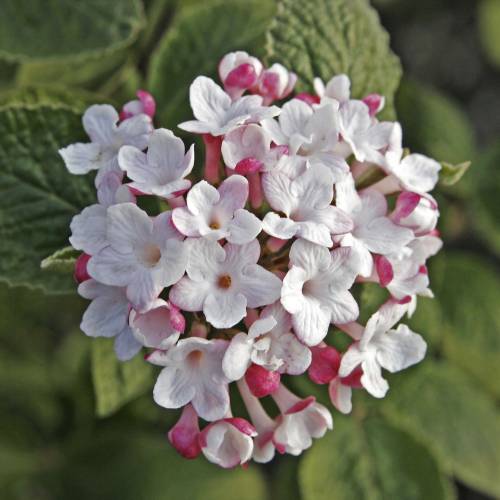 Korean Spice Viburnum 'Aurora'
