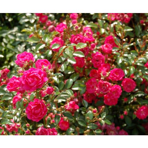 Landscape Rose bush 'The Fairy Rubra'