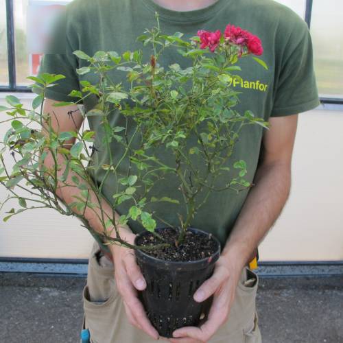 Landscape Rose bush 'The Fairy Rubra'