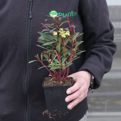 Euphorbia, purple