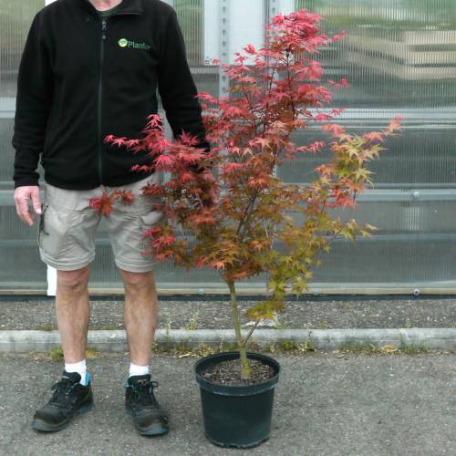 Maple, Japanese 'Deshojo'