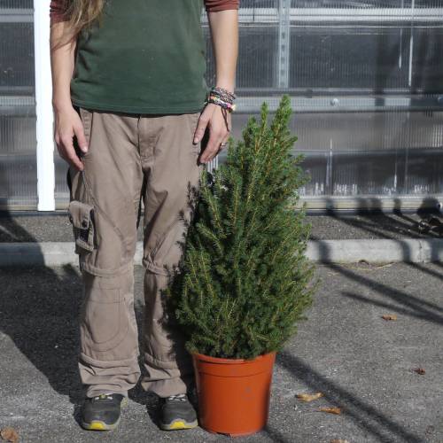 Spruce, Dwarf Alberta White