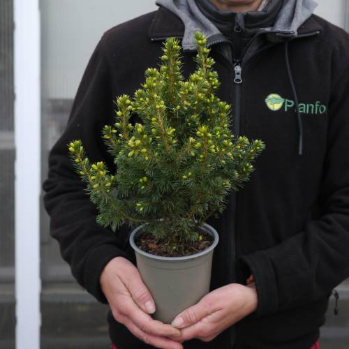 Spruce, Dwarf Alberta White