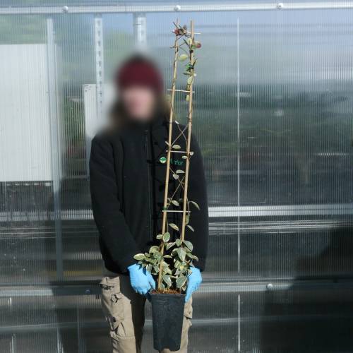 Jasmine, star variegated