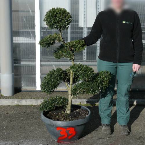 Cloud Pruned Box-leaved