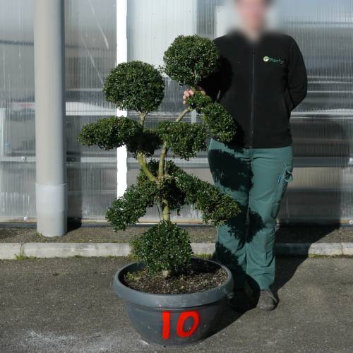 Cloud Pruned Box-leaved