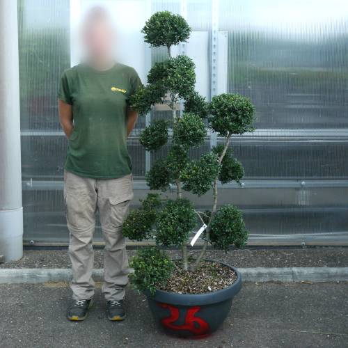 Cloud Pruned Box-leaved
