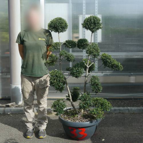 Cloud Pruned Box-leaved