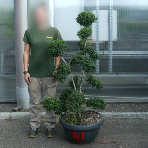 Cloud Pruned Box-leaved
