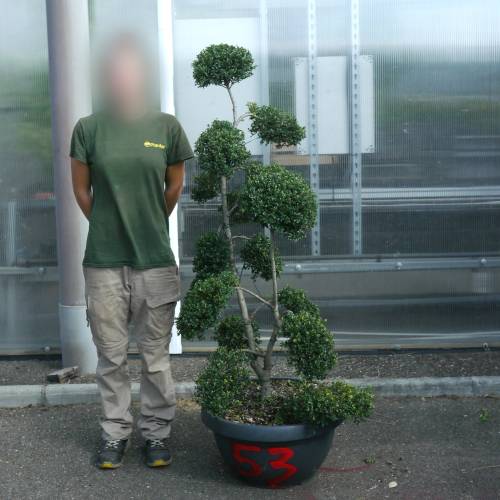 Cloud Pruned Box-leaved