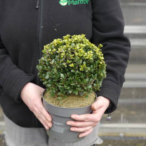 Holly, Box-leaved 'Dark Green'