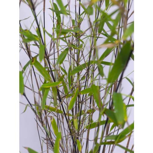 Bamboo Fargesia nitida 'Black Pearl'