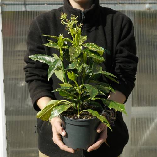 Spotted laurel 'Crotonifolia'