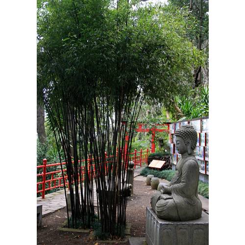 Bamboo Phyllostachys Nigra