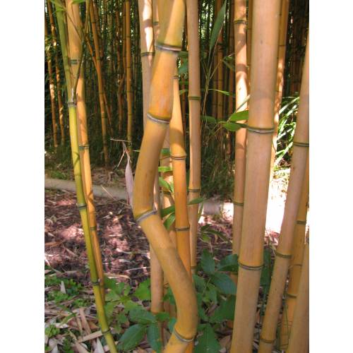 Bamboo Phyllostachys aureo. Aureo