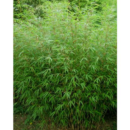 Bamboo Fargesia Rufa