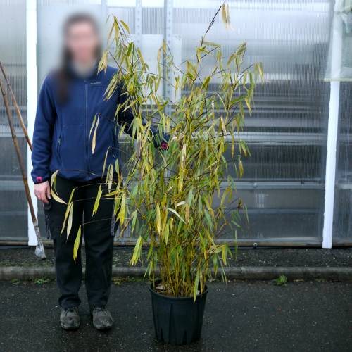 Bamboo Fargesia robusta 'Wolong'
