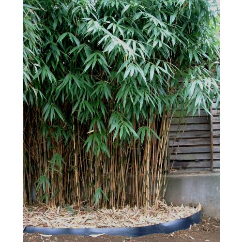 Bamboo Metake