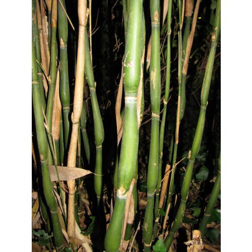Bamboo Metake Tsutsumiana