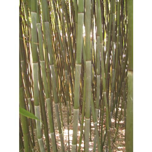 Bamboo Phyllostachys Bissetii