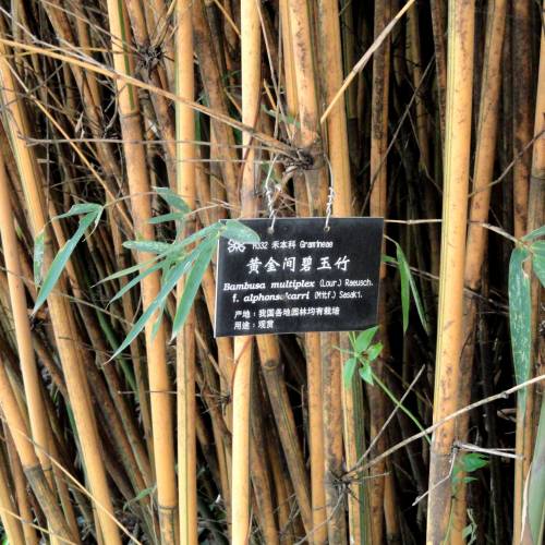 Bamboo Bambusa multiplex Alphonse Karr