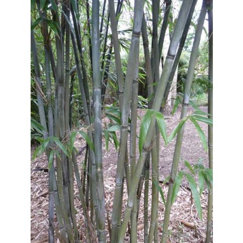 Bamboo Bashania fargesii