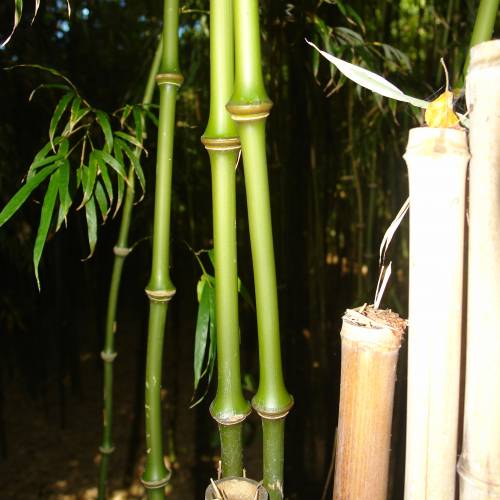 Bamboo Chimono. tumidissinoda microphylla