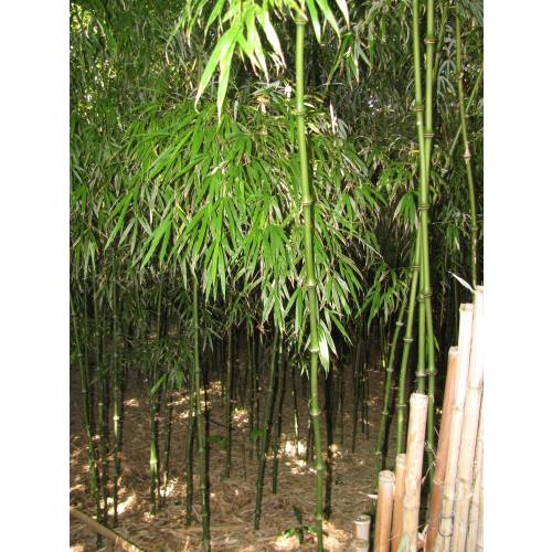 Bamboo Chimono. tumidissinoda microphylla