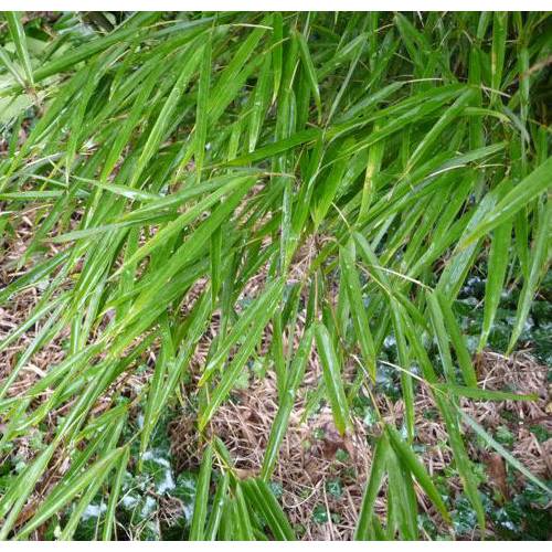 Bamboo Chimono. tumidissinoda microphylla