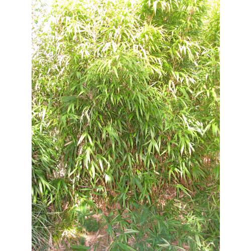 Bamboo Chimono. quadra.