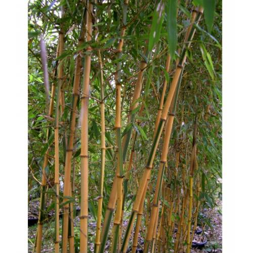 Bamboo Phyllostachys b. Castillonis