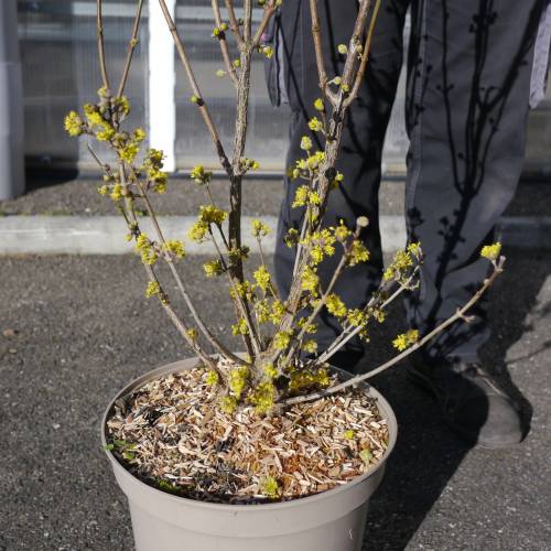 Dogwood, Japanese cornel