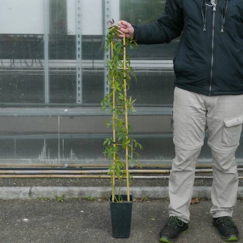 Rose Lady Banks' Alba Plena