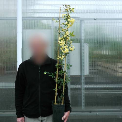 Rose Lady Banks' Lutea