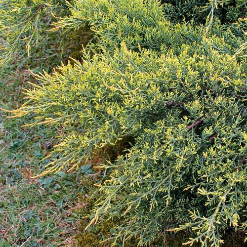 Juniper, Chinese hybrid 'Pfitzeriana Aurea'