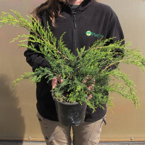 Juniper, Chinese hybrid 'Pfitzeriana Aurea'