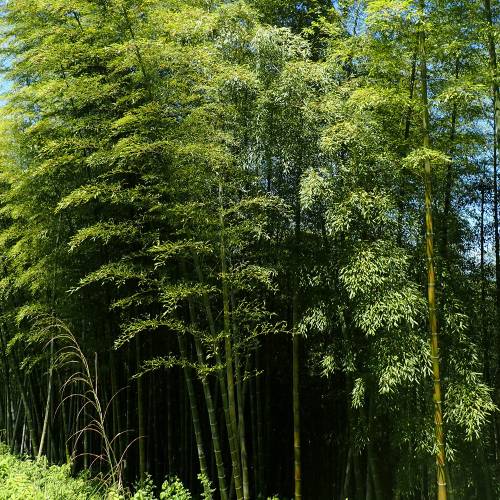Bamboo Moso