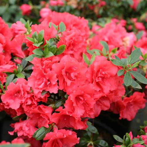 Azalea 'Princess Deborah'